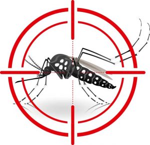 Surto provocado pelo mosquito Aedes aegypti mobiliza metodistas